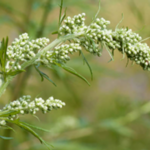 Mugwort (White Armoise) Essential Oil