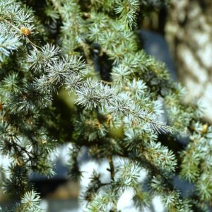Cedarwood (Atlas) Essential Oil (Organic)