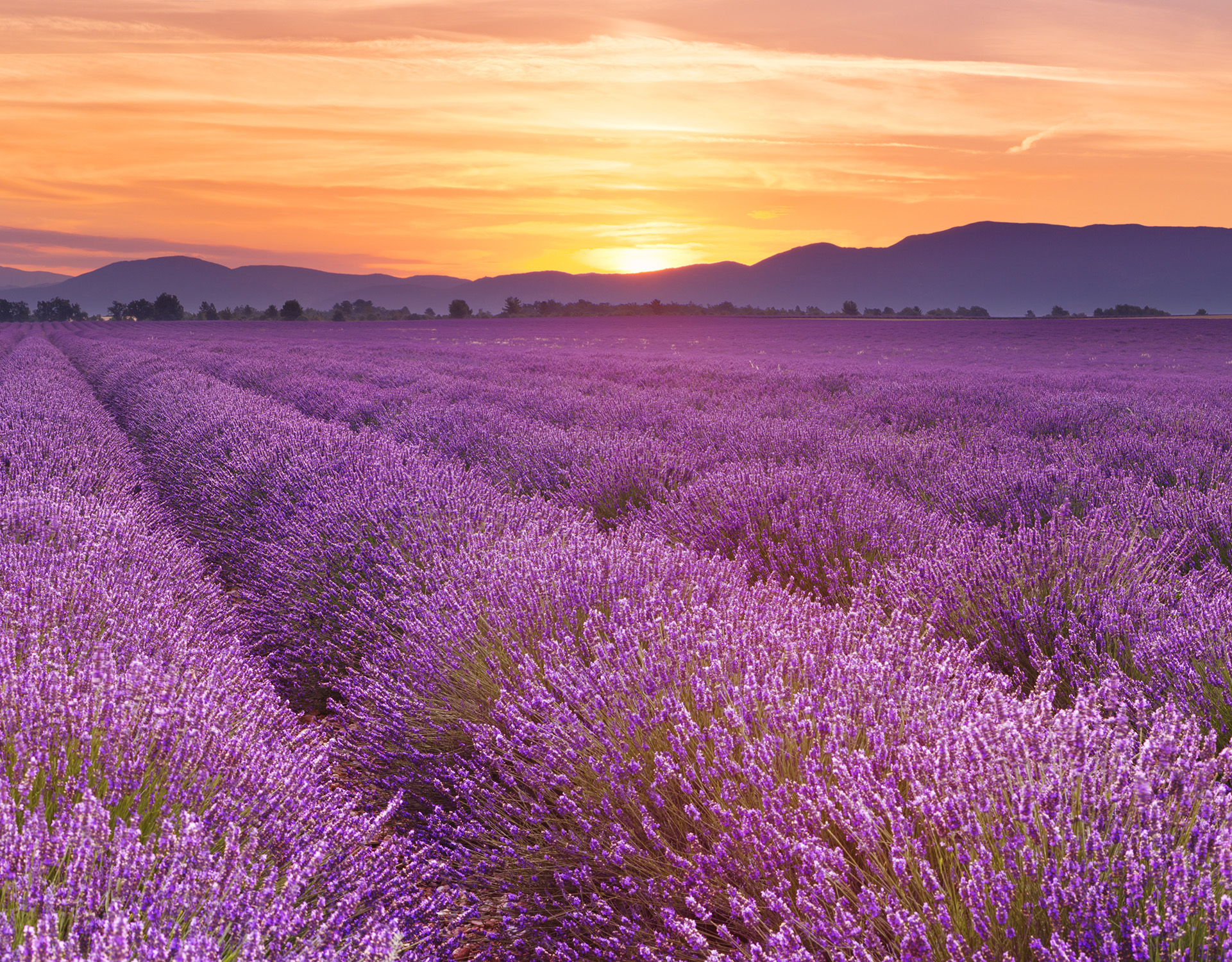 Lavenders Around The World - WISDOM OF THE EARTH