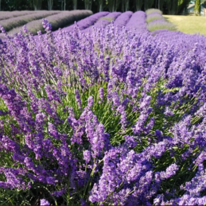 Lavender, Royal Velvet Hydrolat (Organic)