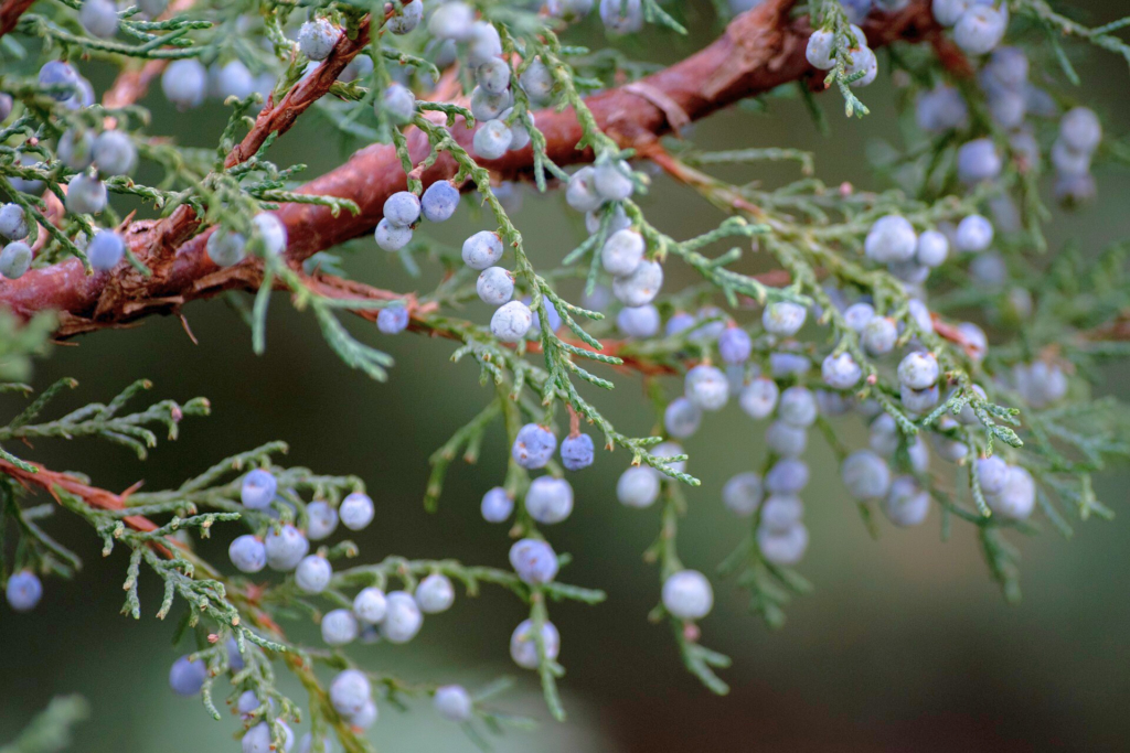 エッセンシャルオイル Wisdom of the Earth Juniper Berry 15ml Juniper Berry; Essential Oils; Gentle Detox - Wellness Benefits