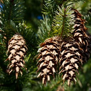 Fir, Douglas (New Zealand) Essential Oil (Organic N.C.)