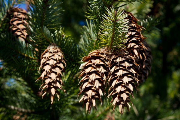Fir, Douglas (New Zealand) Essential Oil (Organic N.C.)