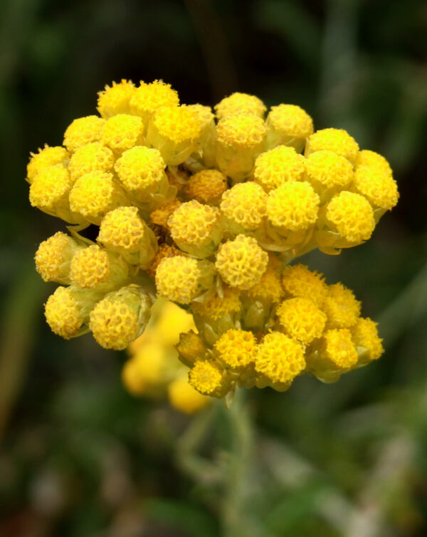 Helichrysum italicum Immortelle (France) Essential Oil (Organic)