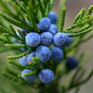 Juniper Berry (Berries only) Highland Nepal Essential Oil (Wild)