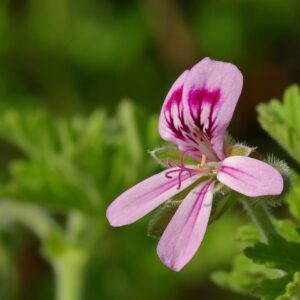 Geranium Hydrolat