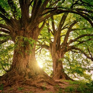 Level II Retreat Registration
