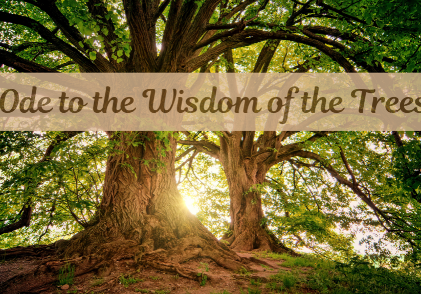 Ode to the wisdom of Trees